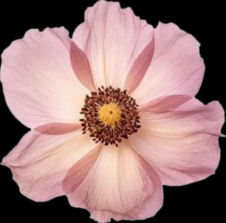 Anémona rosa