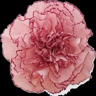Clavel rosa