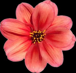 Dalia coral
