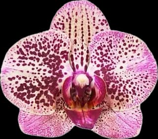 Orquídea rosa moteada